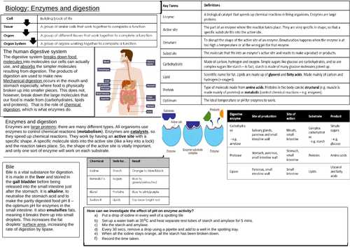 AQA 9-1 Biology Enzymes and Digestion activity | Teaching Resources