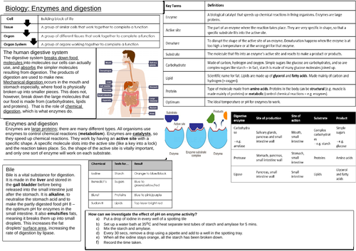 AQA 9-1 Biology Enzymes and Digestion activity