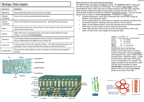 AQA 9-1 Biology Plant organs activity | Teaching Resources