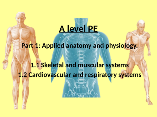 OCR A Level PE - Anatomy and Physiology (Year 1)