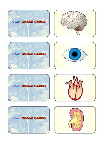 Cells Organs Cards KS3 Science | Teaching Resources