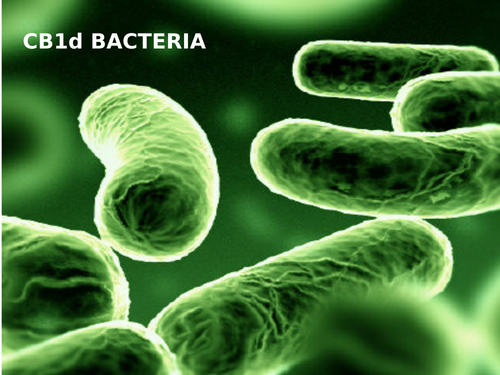 CB1d (SB1d) Bacteria Cells