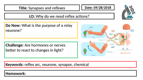 AQA GCSE Biology New Specification - B5 Synapses and Reflexes