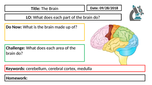 AQA GCSE Biology New Specification - B5 The Brain