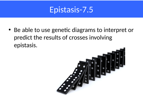 Epistasis A2 biology_AQA_7402