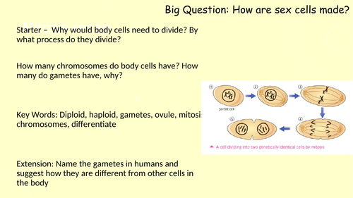 Meiosis (9-1) GCSE