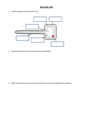 Root hair cells adaptations