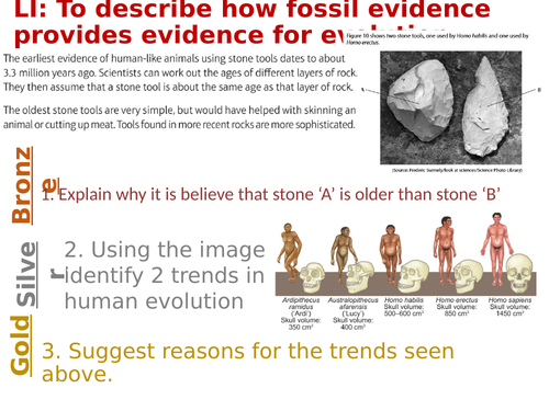 Edexcel 9-1 - Evidence for evolution (Fossils & Stone tools)