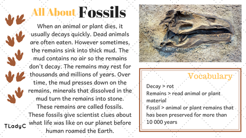 Fossils Fun Facts | Teaching Resources
