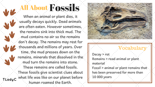 Fossils Fun Facts Teaching Resources