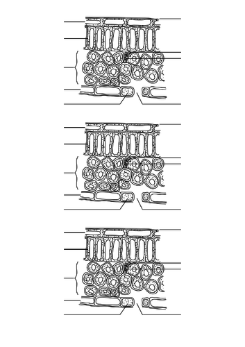 Leaf cross section diagram to label with answers