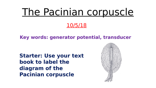 Pacinian corpuscle- AQA Biology A level