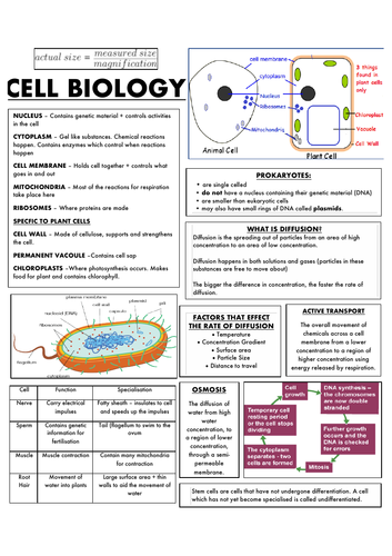 Revision resource : Cell Biology