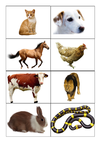 Animal Flash Cards | Teaching Resources