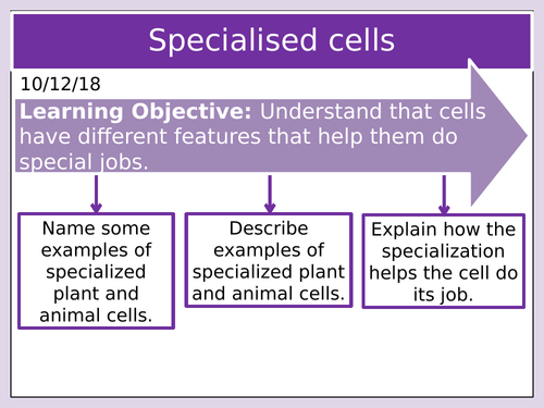 KS3 Specialised cells