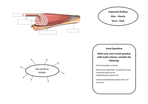 Muscle Structure Learning Mat