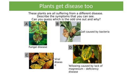 AQA Unit 3 Lesson 3 Plant pathogens