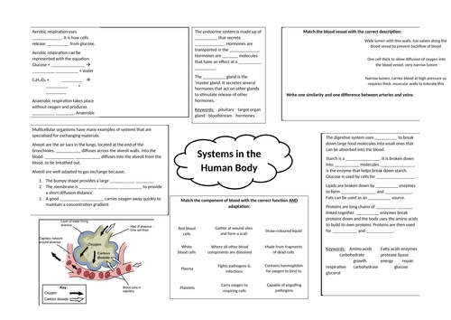 Systems in the human body (learning mat)
