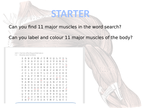 GCSE PE Muscular System, lesson plans and matching worksheets for CIE
