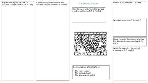 Transport in Plants revision mat