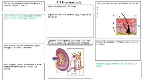 Homeostasis Revision Mat