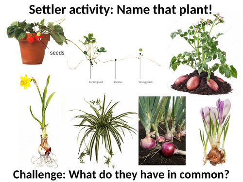 Asexual reproduction and mitosis