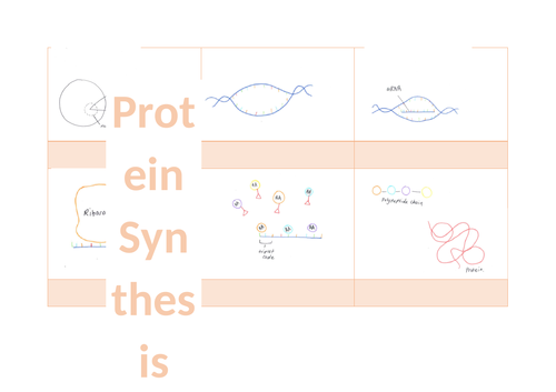 Protein Synthesis Comic Strip Diagram