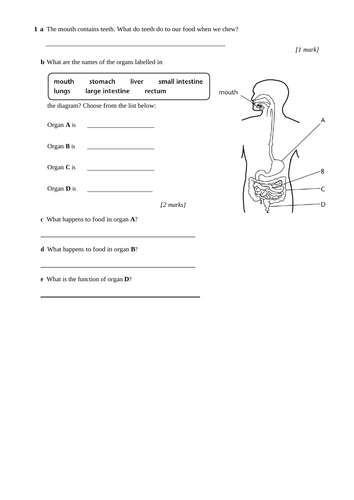 digestive system homework ks2