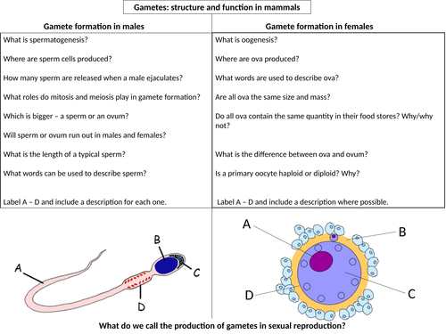 Mammalian gamete formation A3 sheet