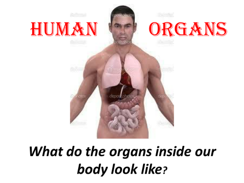 Research human organs with question sheet