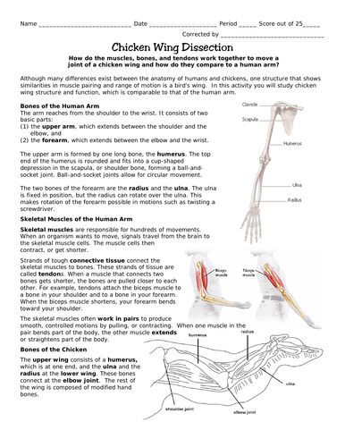 41-chicken-wing-dissection-worksheet-answers-worksheet-for-fun