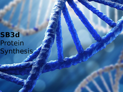 Edexcel SB3d Protein Synthesis