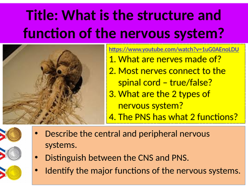 Structure and Function of Nervous System, ANS and James-Lange Theory AQA  GCSE PSYCHOLOGY (9-1)