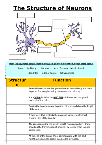 Structure and Function of Neurons and Hebb's Theory (2 part lesson) AQA GCSE PSYCHOLOGY (9-1)