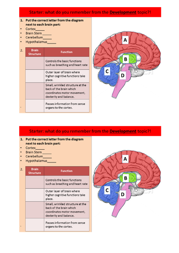 Structure and Function of the Brain - Localisation of Brain Functions AQA GCSE PSYCHOLOGY (9-1)