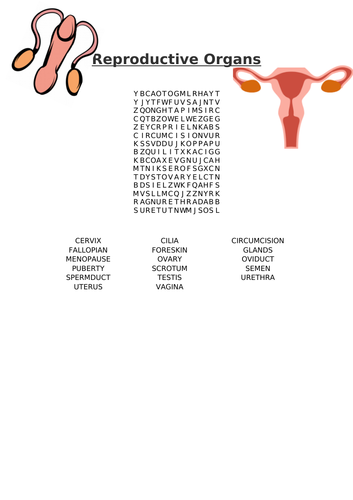 Reproductive Organs Word Search
