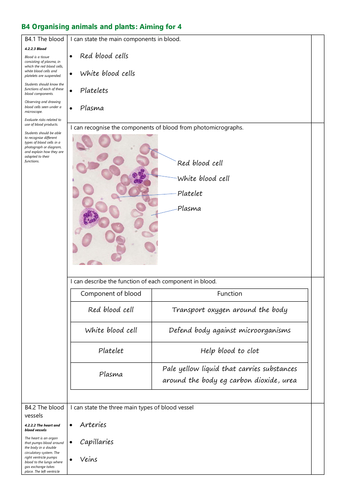 B4 Organising animals and plants revision checklists and activities for Grades 4, 6 and 8