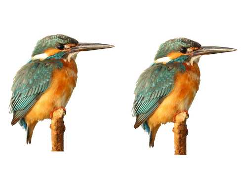 Kingfisher Picture Pack