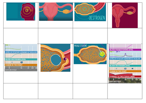 Menstrual Cycle hormones story board