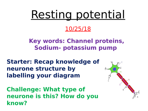 Action potentials- AQA Biology A level