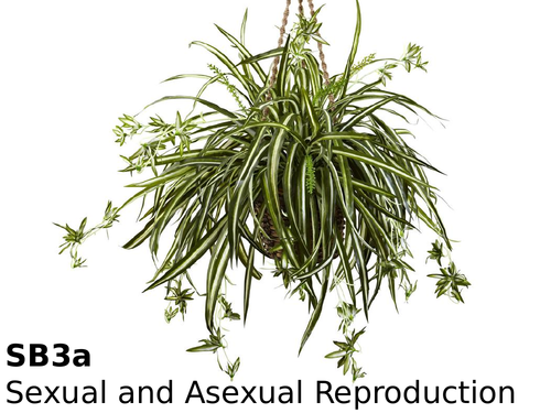 Edexcel SB3a Sexual and Asexual Reproduction