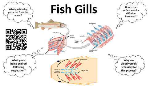 Independent learning task for GCSE Biology - Diffusion in mammals and plants