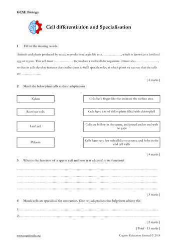 Gcse Biology Cell Differentiation Specialisation Stem 2223