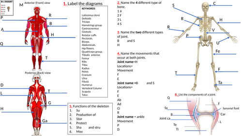 Muscles, bones, and joint worksheet