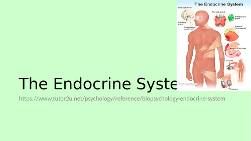 Biopsychology - The Endocrine System