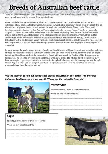 Breeds of Australian Beef Cattle