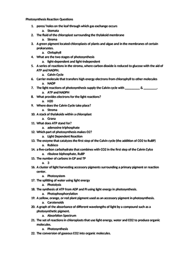 Photosynthesis Worksheet or Assessment
