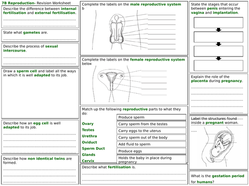 exploring science 7b revision worksheet sexual reproduction in animals teaching resources