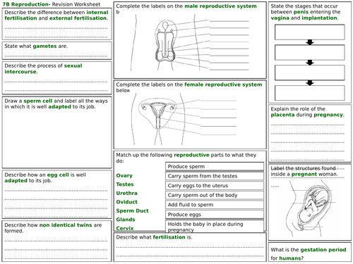Exploring Science 7B Revision Worksheet- Sexual Reproduction in Animals