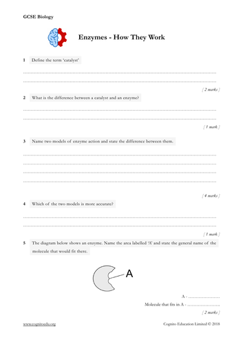 GCSE Biology (9-1) - Enzymes - Worksheet & Video | Teaching Resources